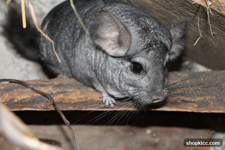 Chinchilla on a wooden surface