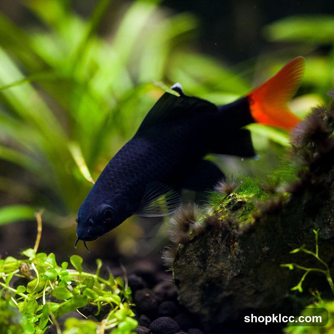 Black fish with orange tail in aquarium
