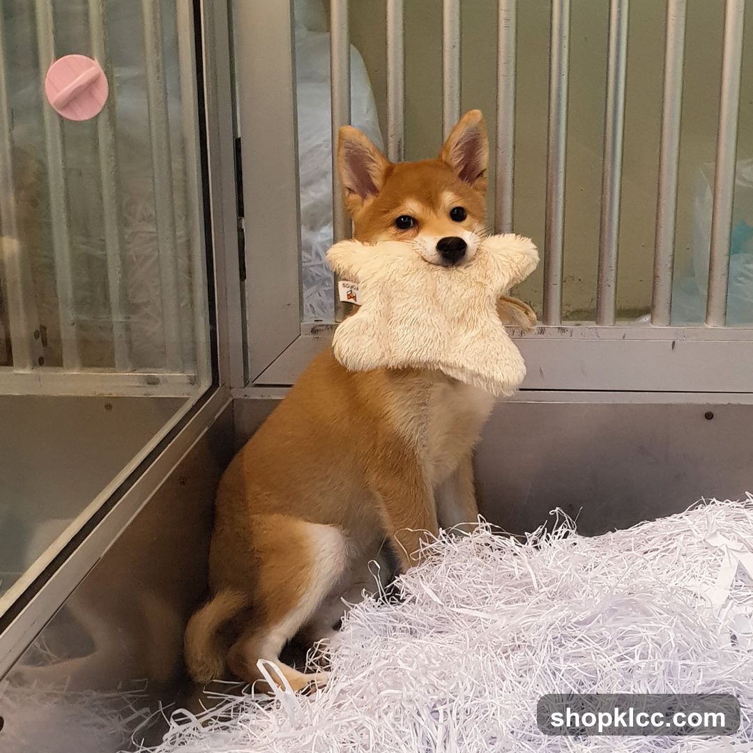 Puppy with Toy