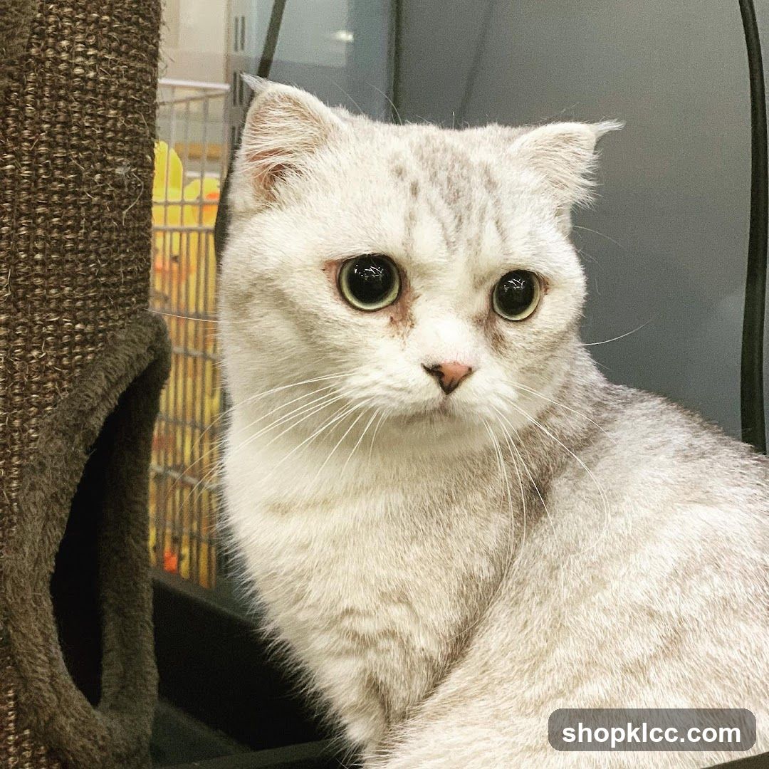 Cat in a pet carrier