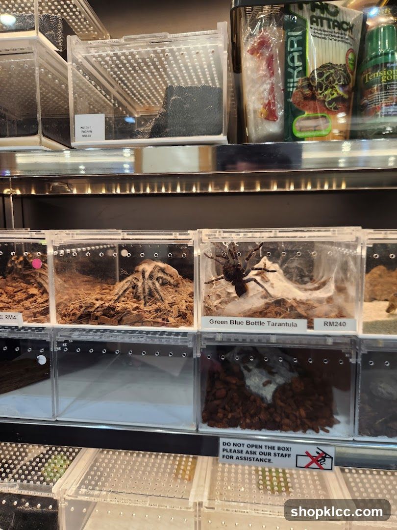 Tarantulas for Sale