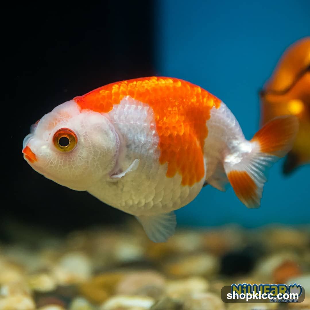 Goldfish in Aquarium
