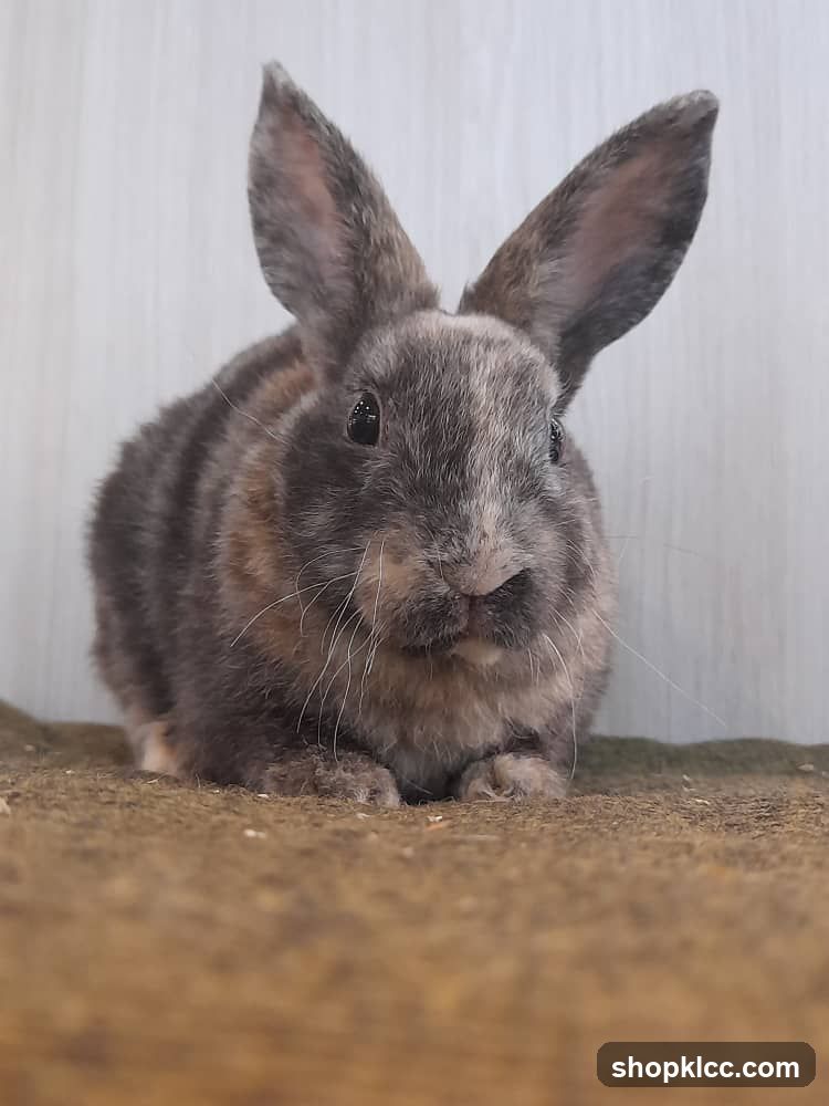 A close-up of a rabbit