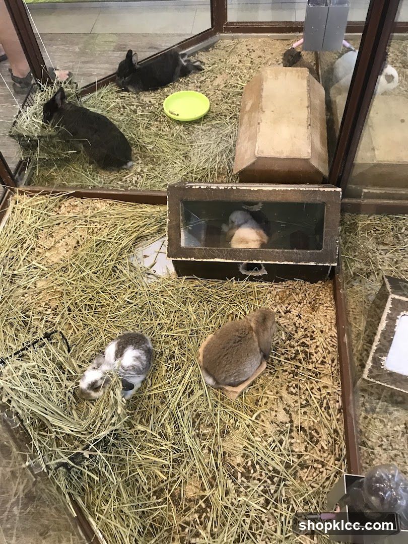 Rabbits in enclosures