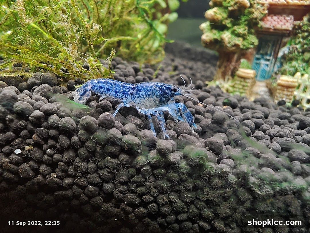 Blue Crayfish in Aquarium