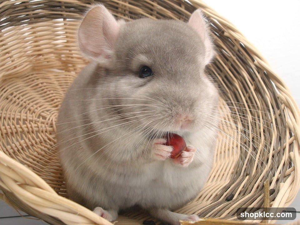 Chinchilla Eating a Berry