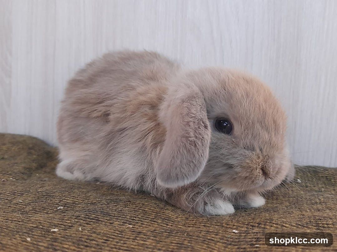 Baby Lop-Eared Rabbit