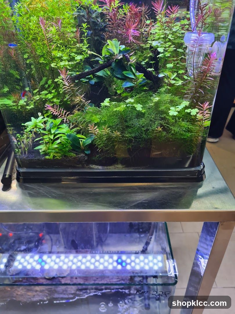 Aquarium with Lush Greenery and Fish