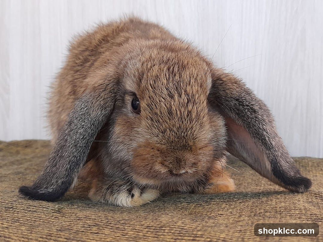 Brown lop-eared rabbit