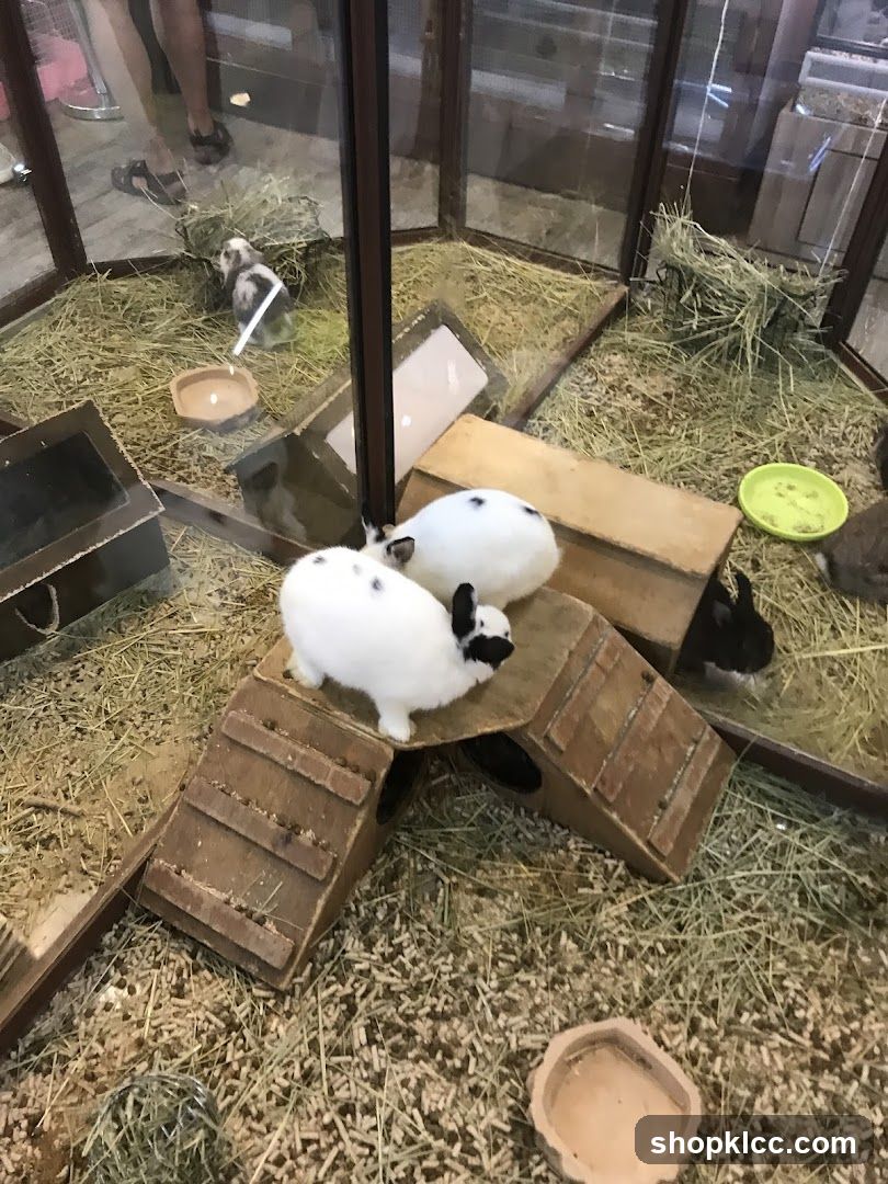 Rabbits in enclosure