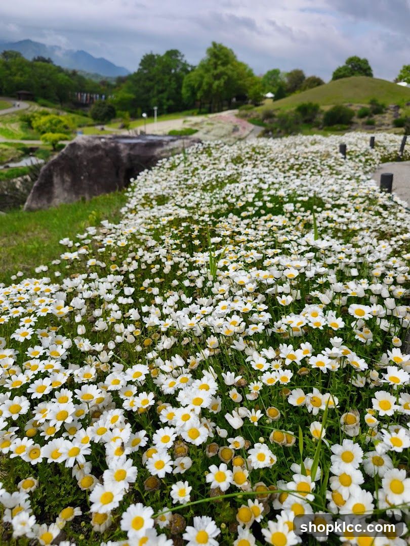 Field of White Daisies