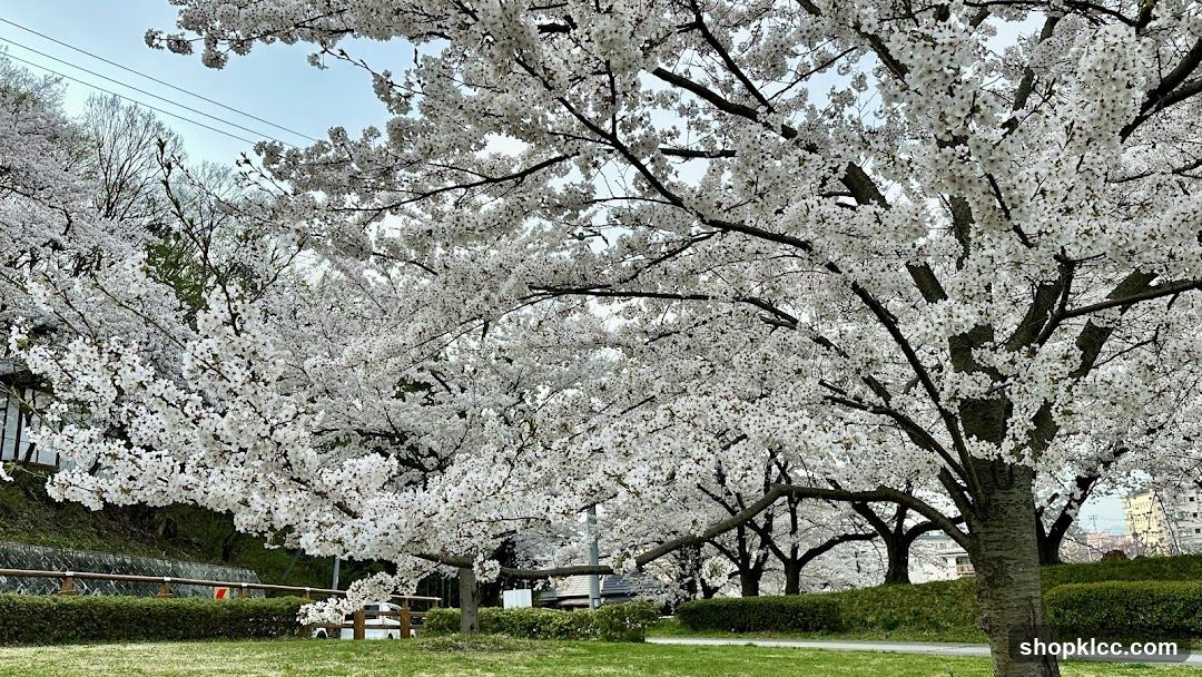 Cherry Blossoms in Bloom
