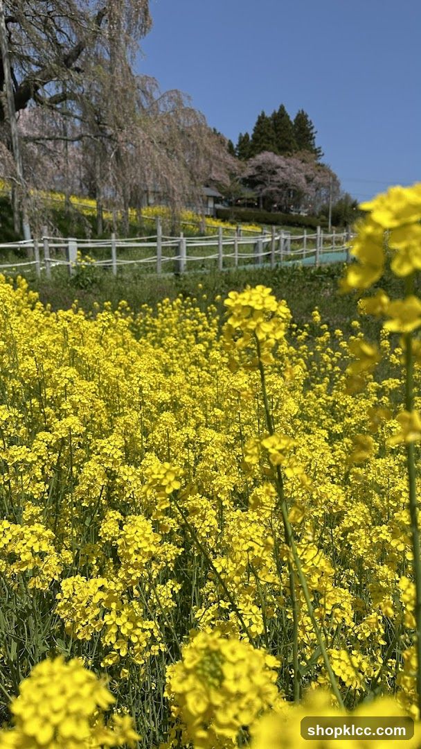 Yellow Flower Field with Cherry Blossoms