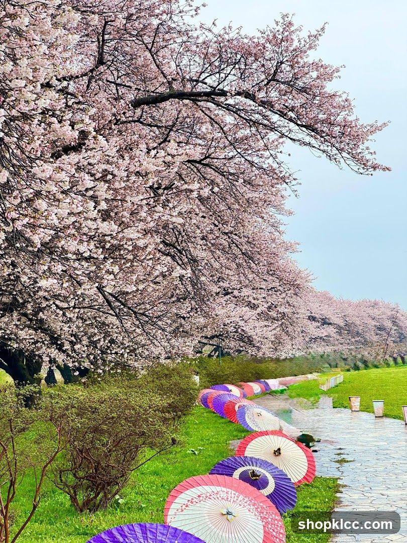 Cherry Blossoms and Colorful Umbrellas