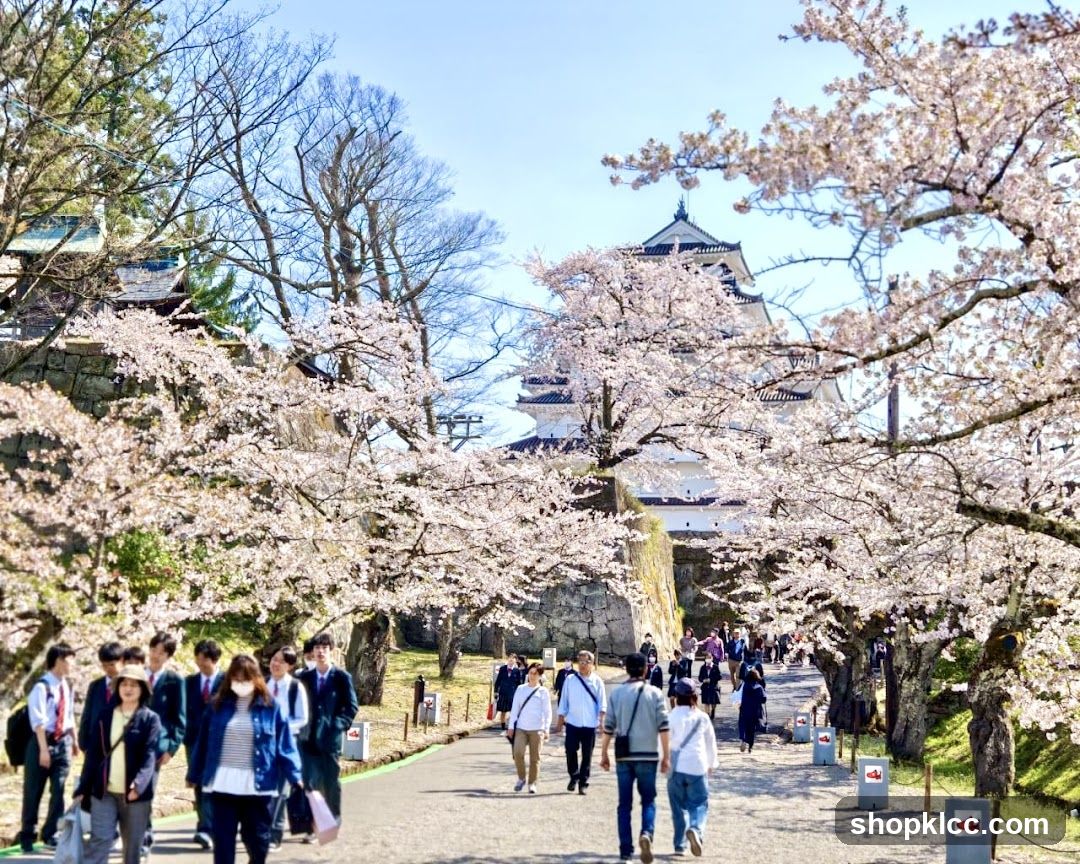 Sakura Blooms at Castle Grounds