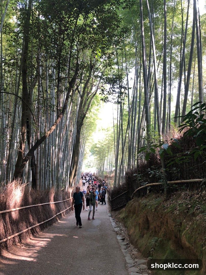 Bamboo Forest Pathway