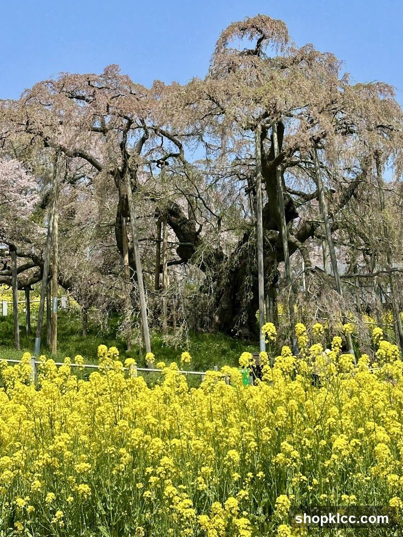 Sakura and Yellow Flowers