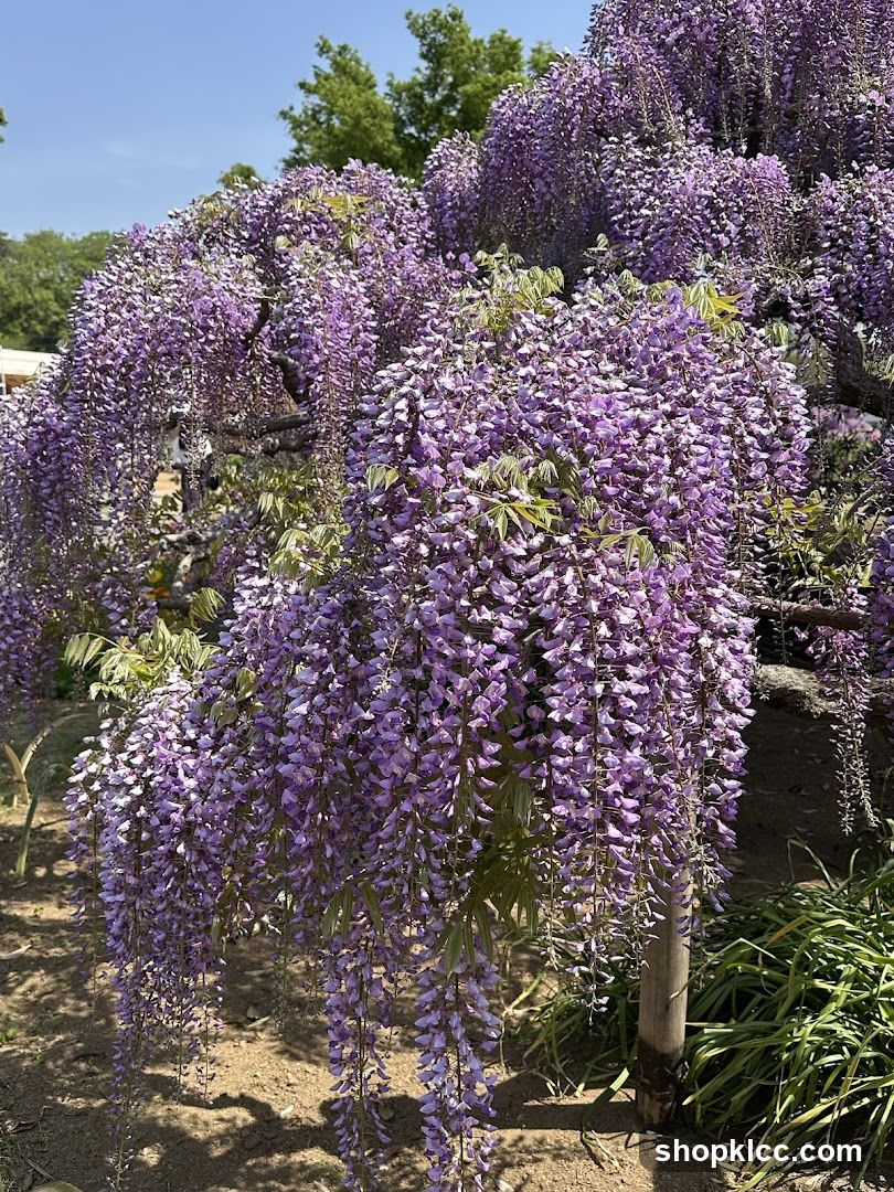 Wisteria Bloom