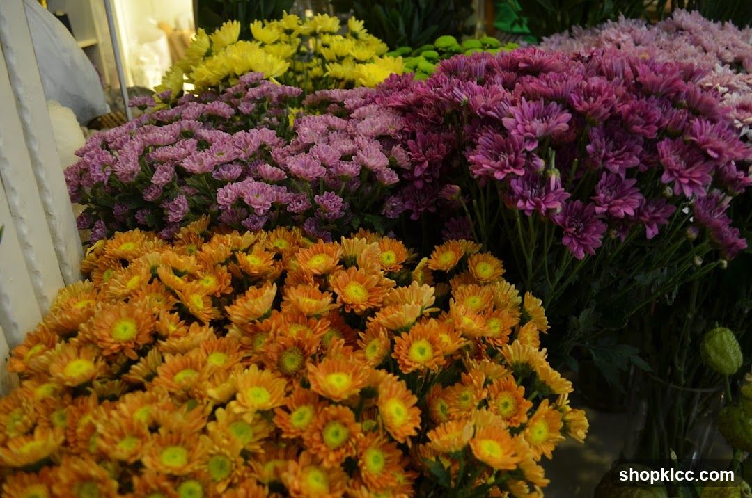Assortment of Chrysanthemums