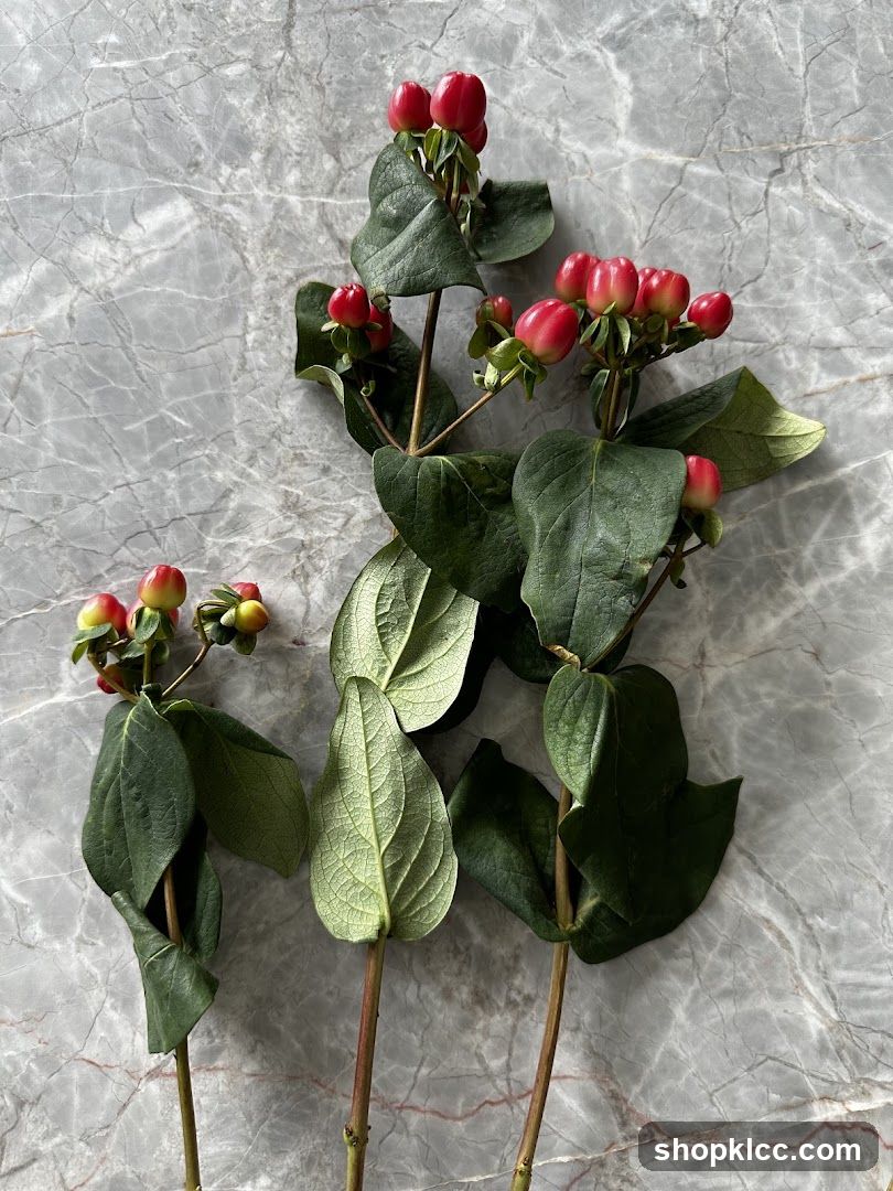 Hypericum Berries