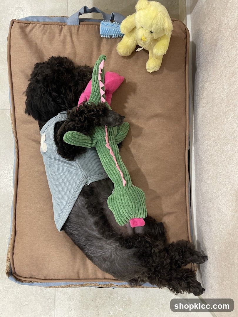 Dog with Toys