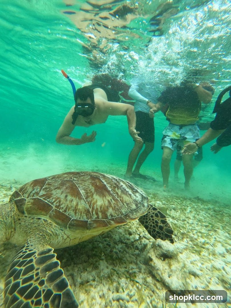 Snorkeling with a Sea Turtle