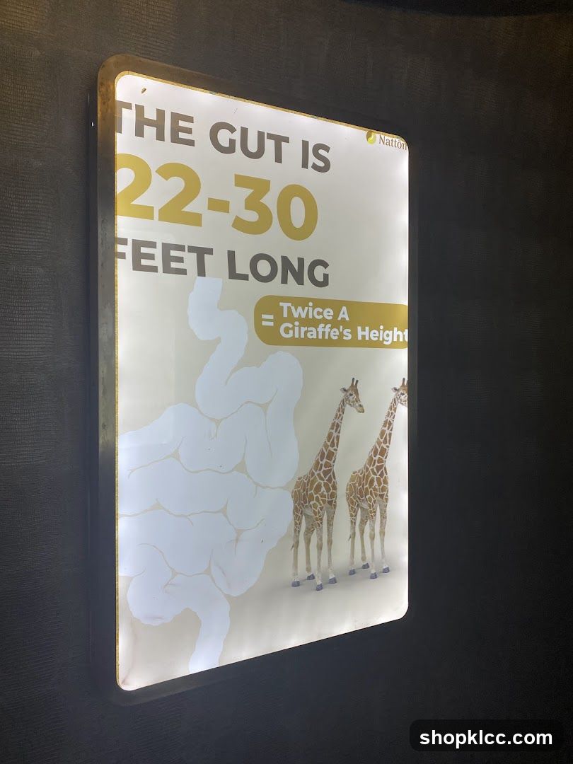 The Gut is 22-30 Feet Long