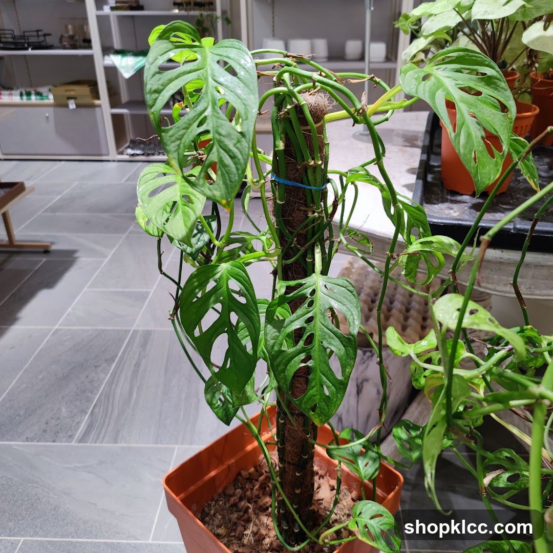 Monstera Adansonii Plant