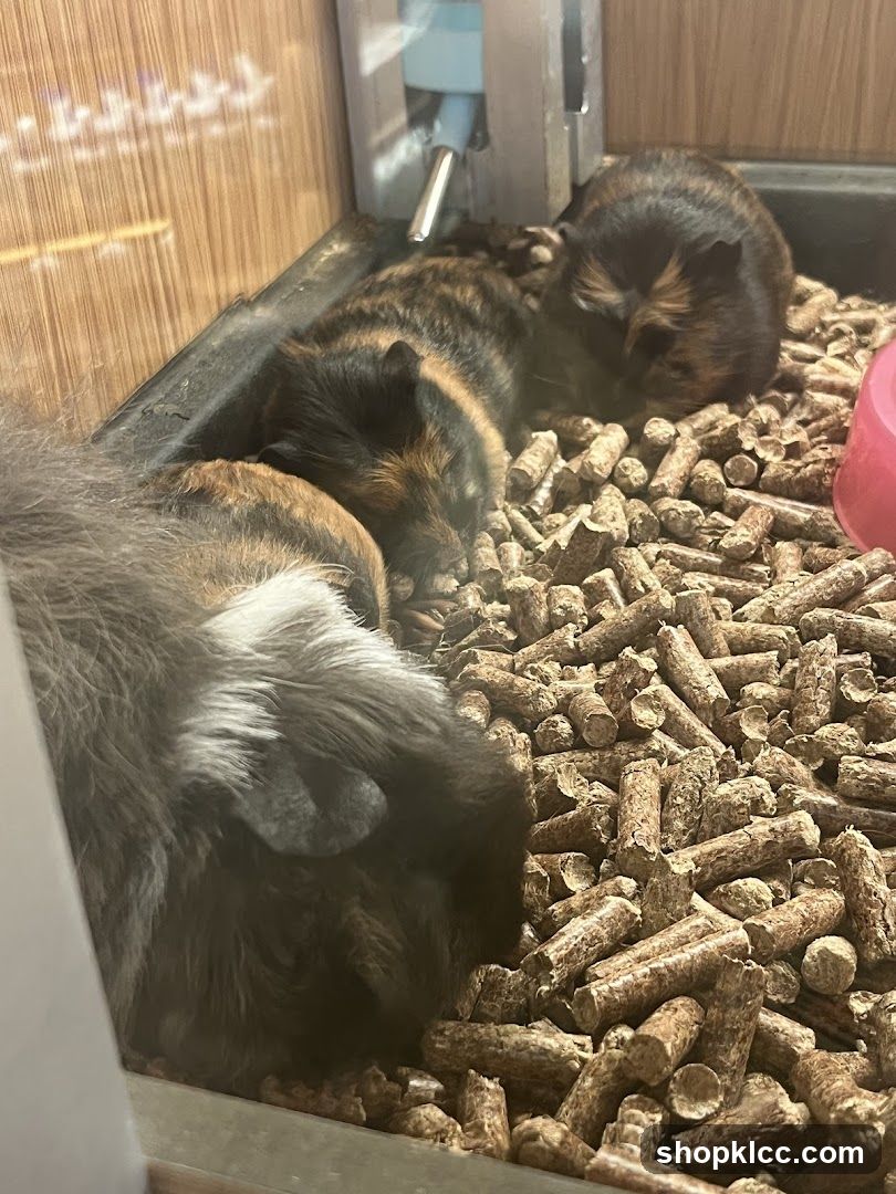 Pets Naturale