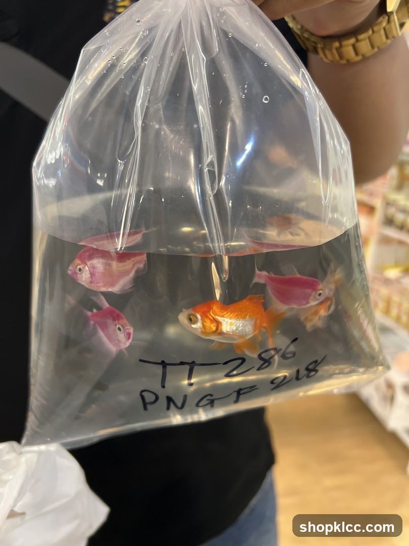 Bag of Fish