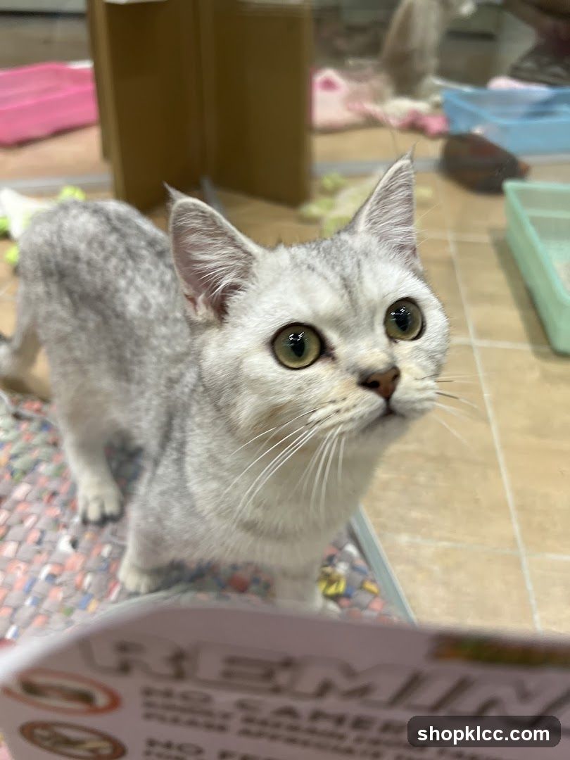 Cat in a Pet Store