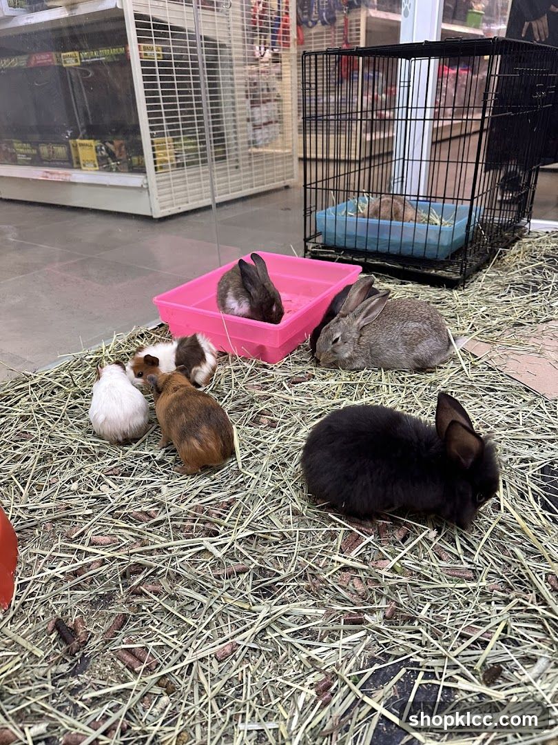 Small animals in a pet store display