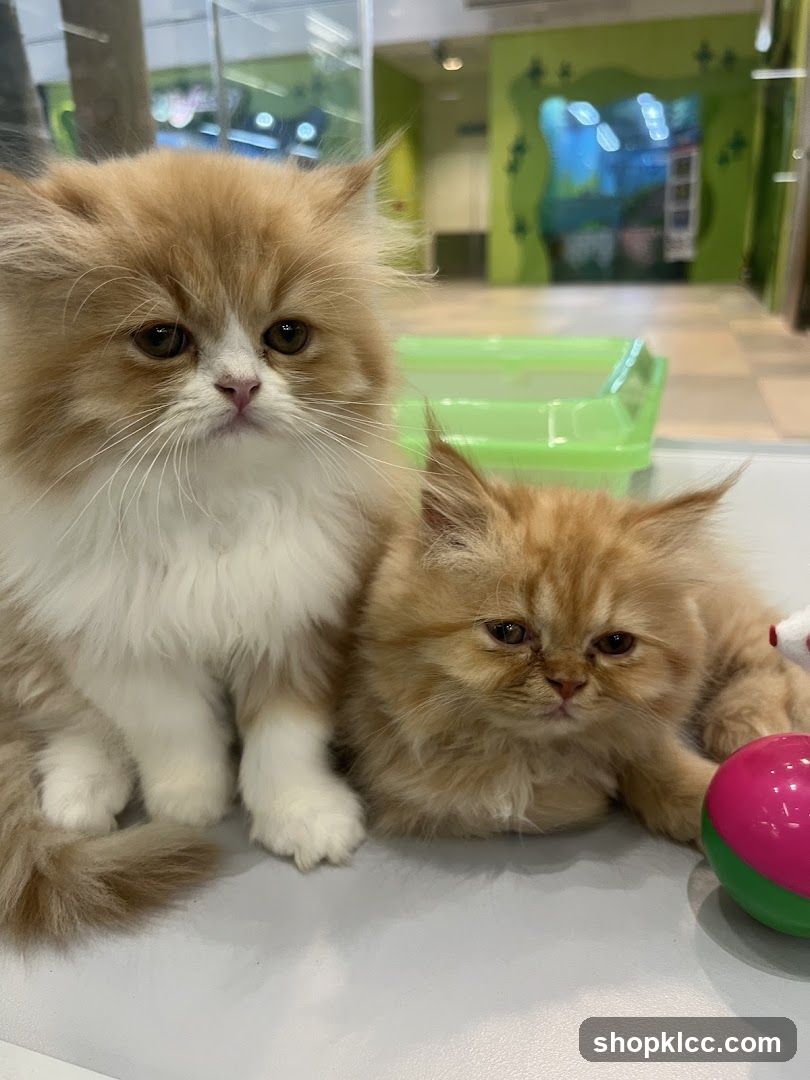 Two fluffy kittens