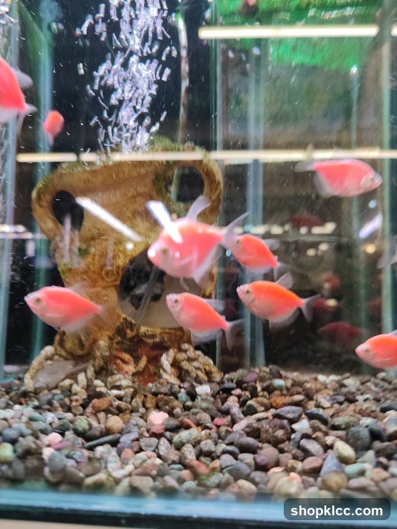 Pink Fish in Aquarium