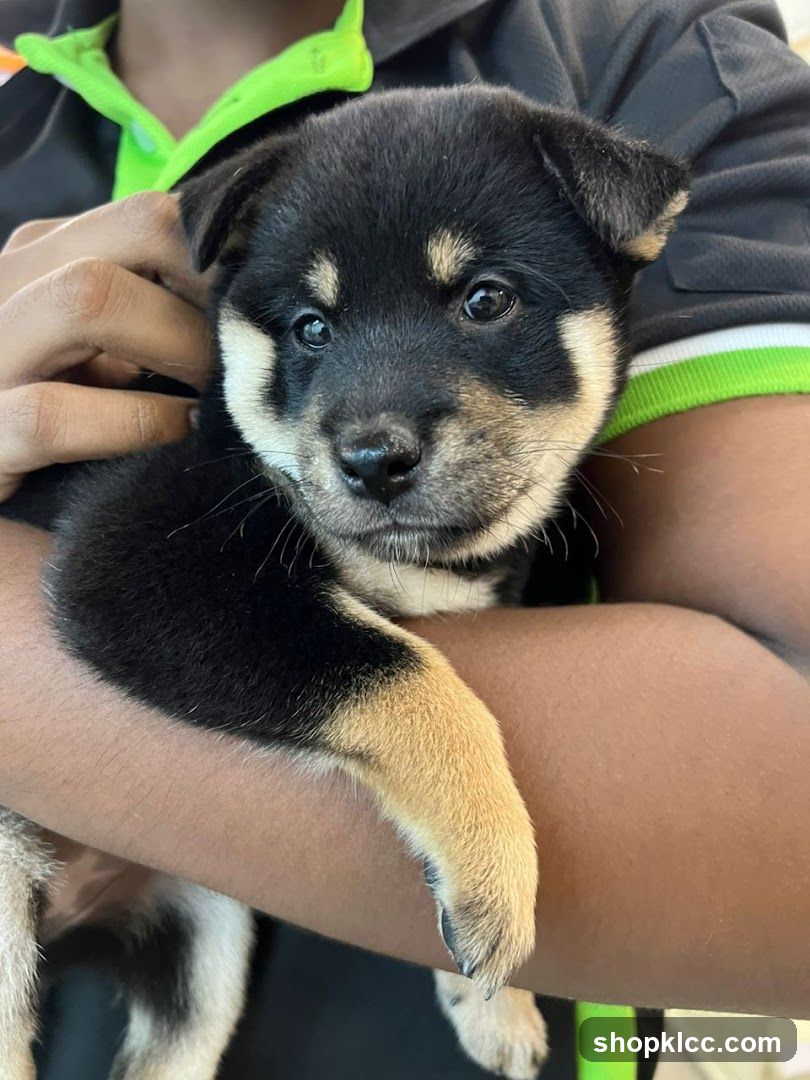 Puppy being held