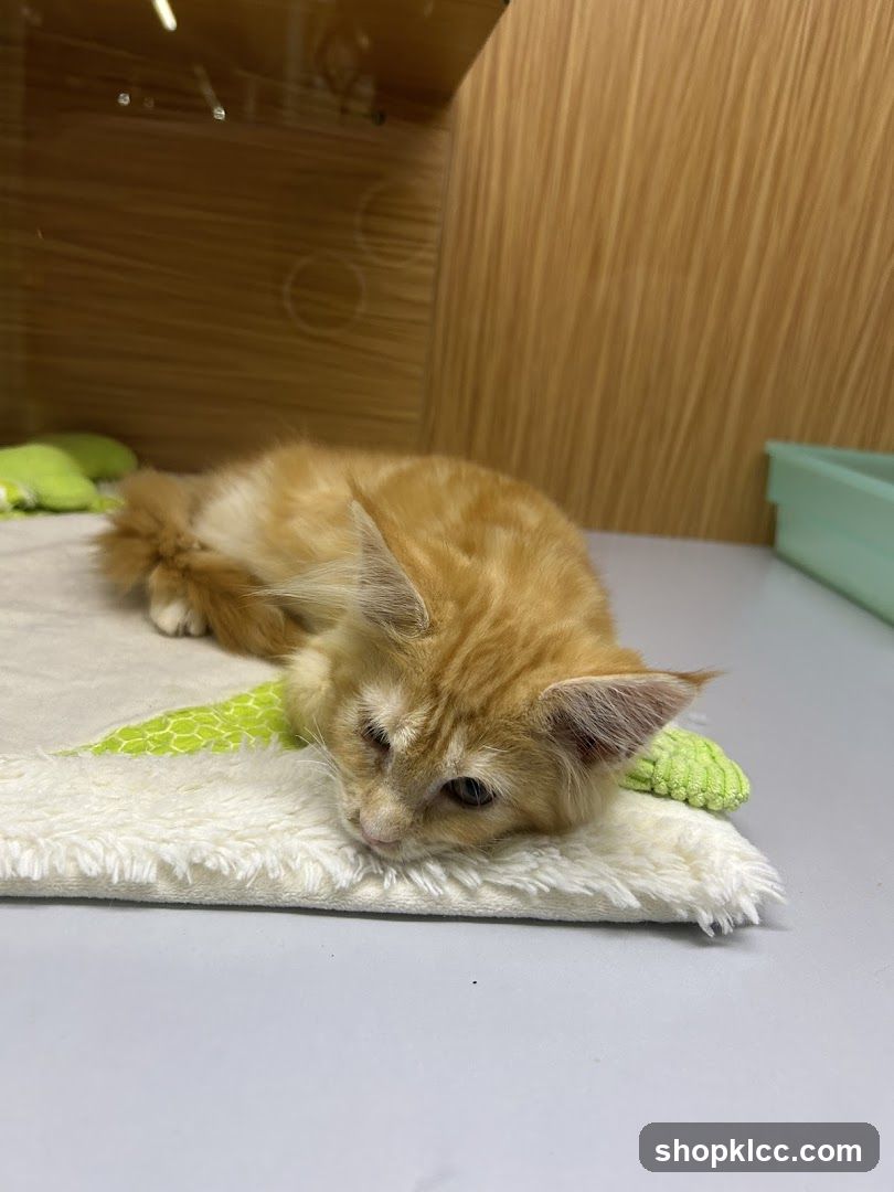 Orange kitten resting