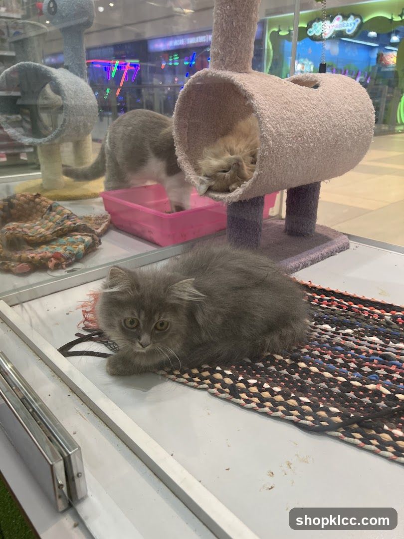 Kittens in a Pet Store
