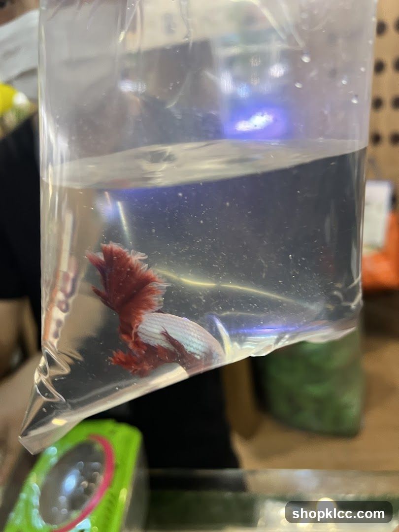 Betta Fish in Bag