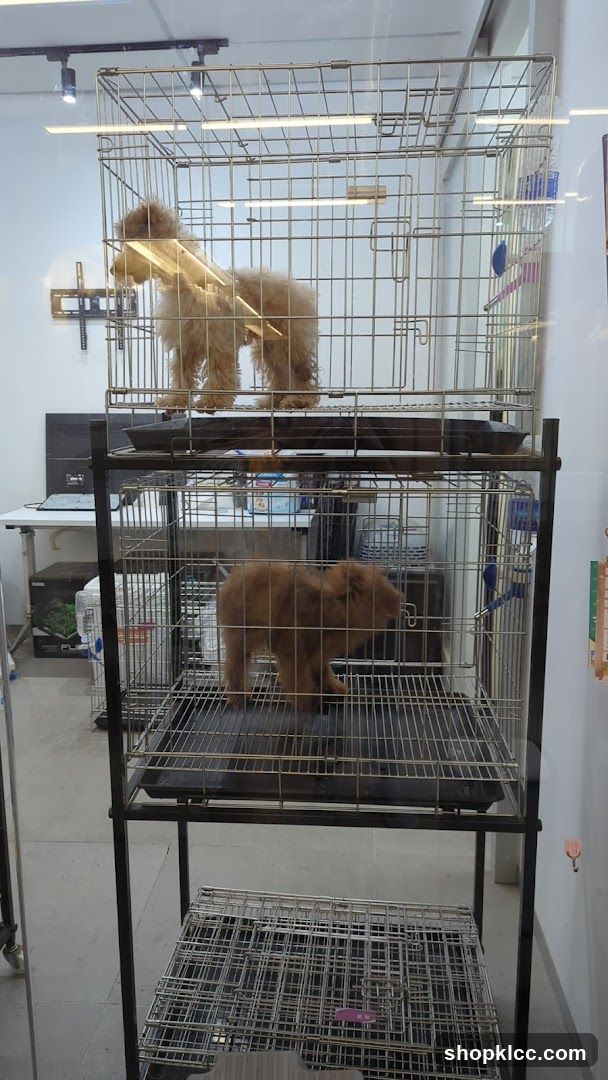 Dogs in cages