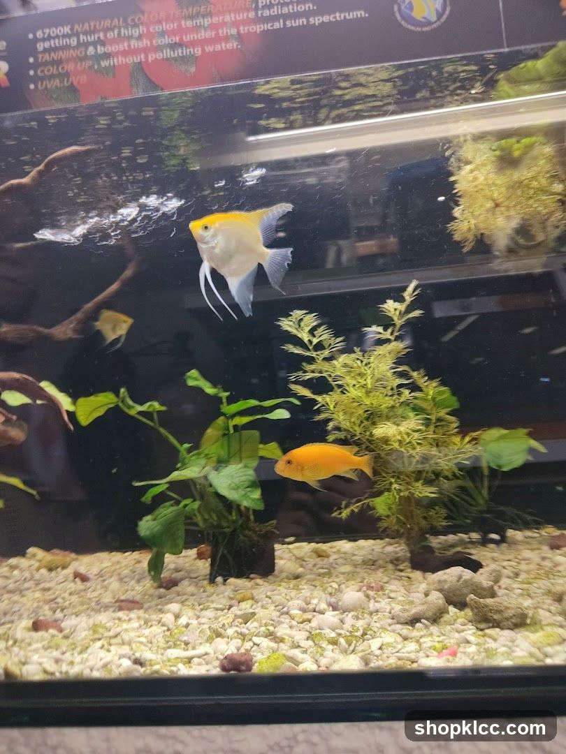 Aquarium Fish