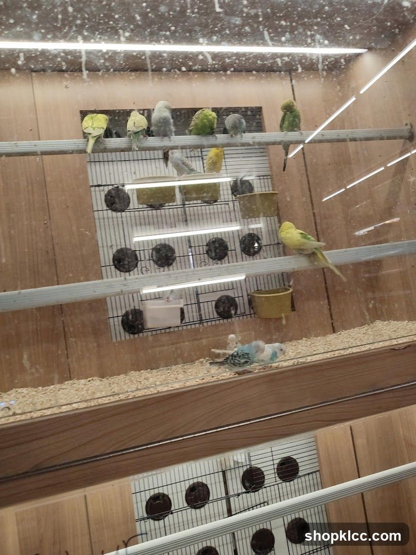 Budgies in a pet store enclosure