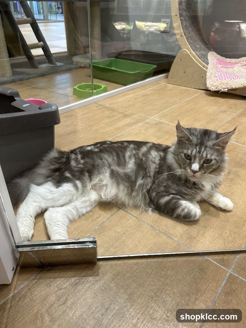 Cat in enclosure