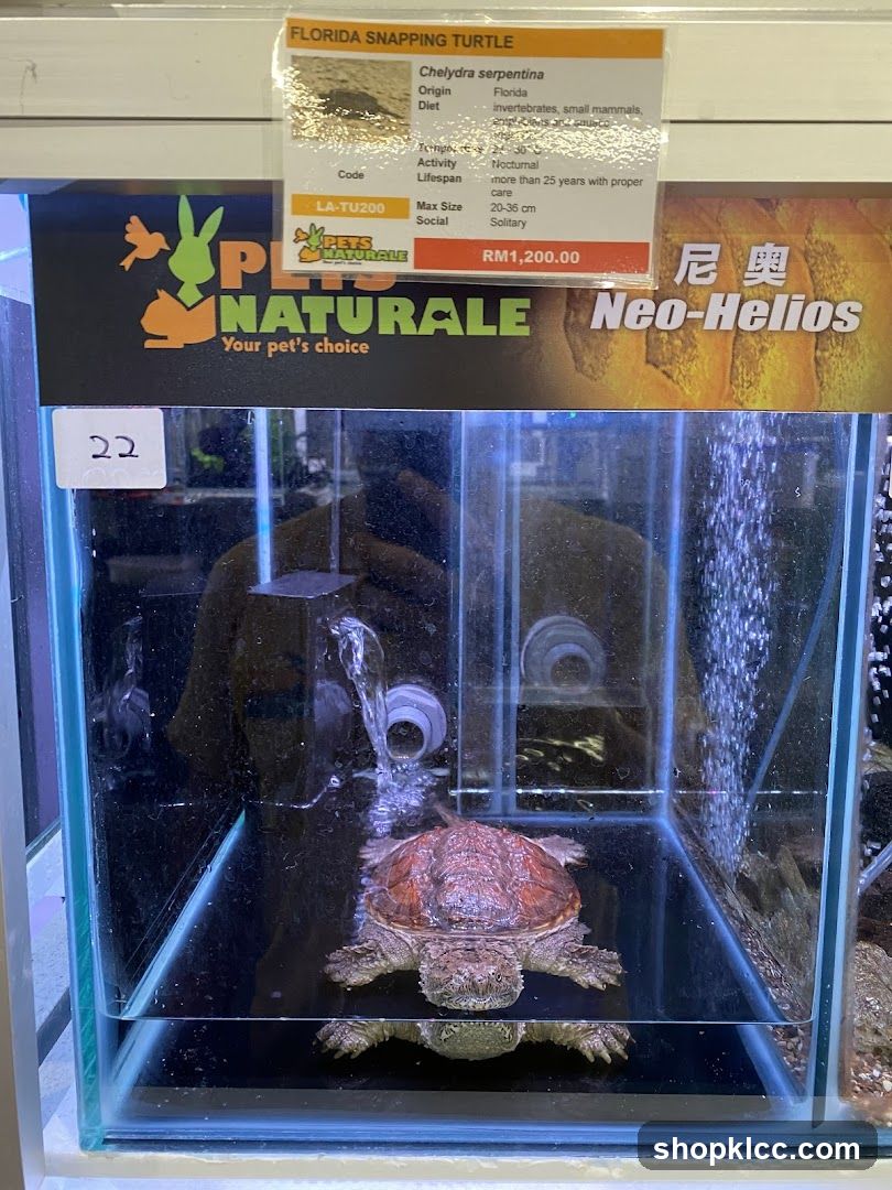 Florida Snapping Turtle for Sale