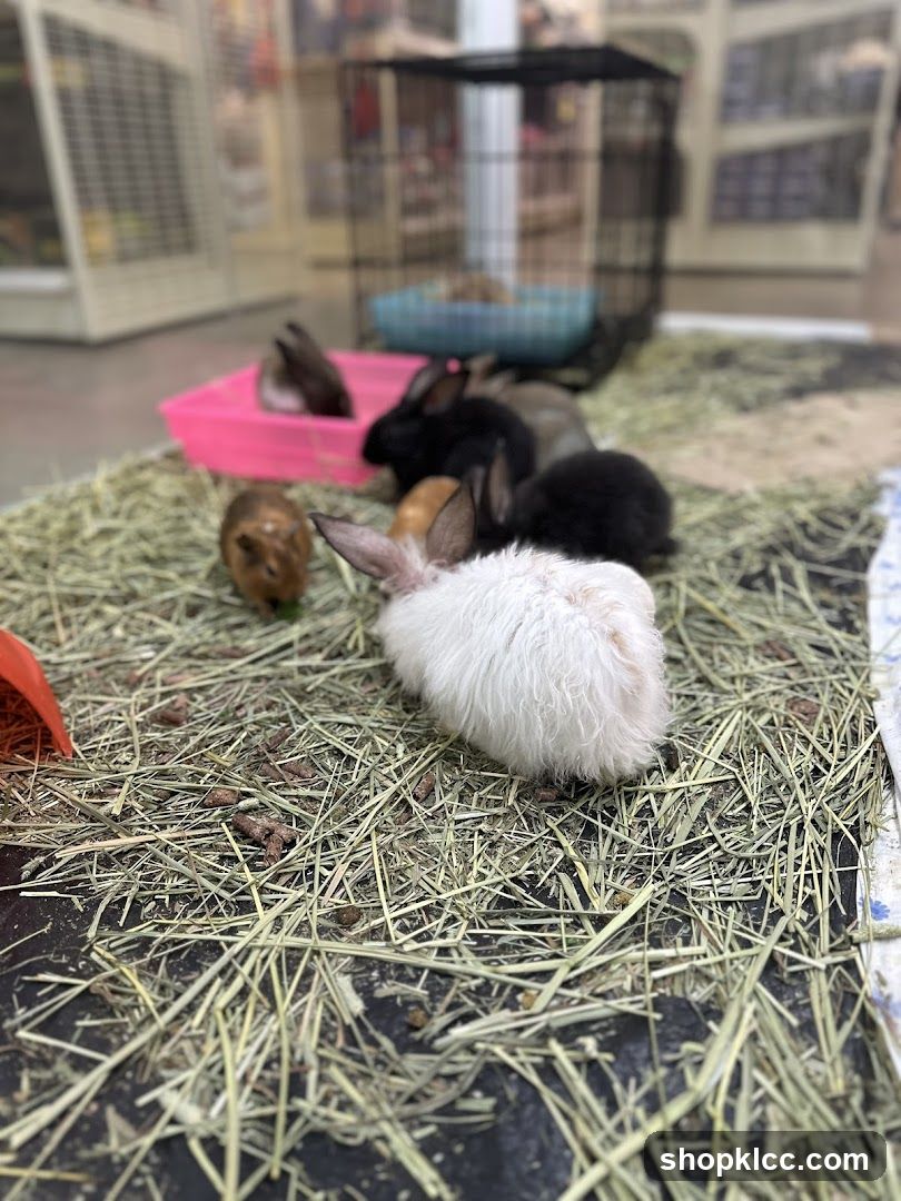 Rabbits and Guinea Pig