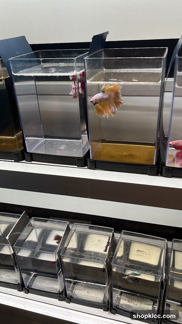 Betta Fish Display
