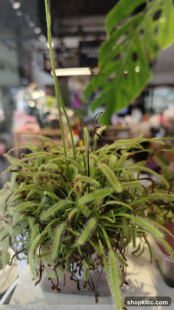 Succulent Shop