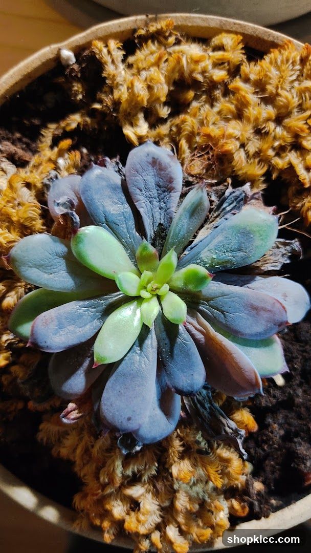 Succulent Plant in Pot
