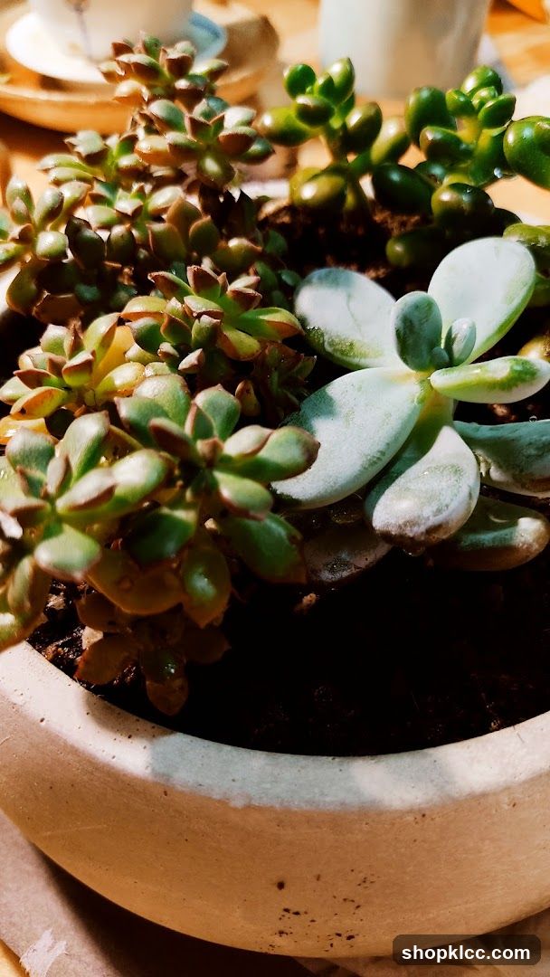 Succulent Arrangement