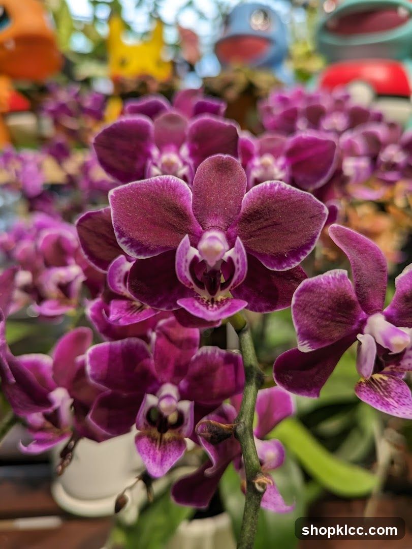 Orchids and Pokemon Figurines