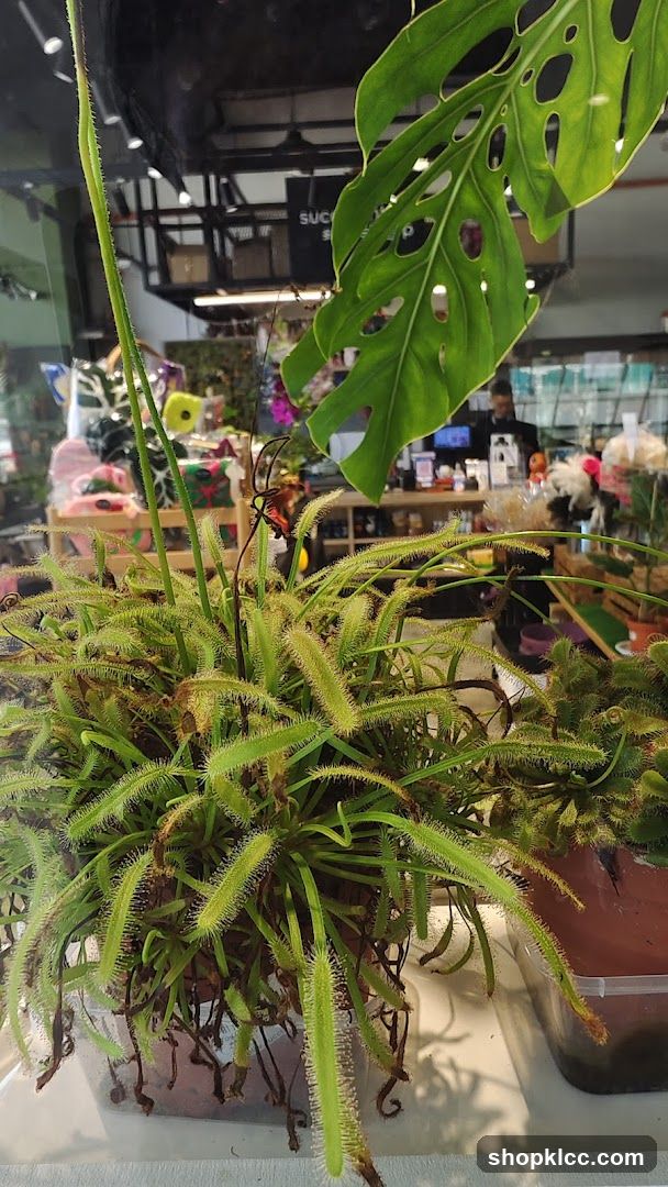 Carnivorous Plant Display